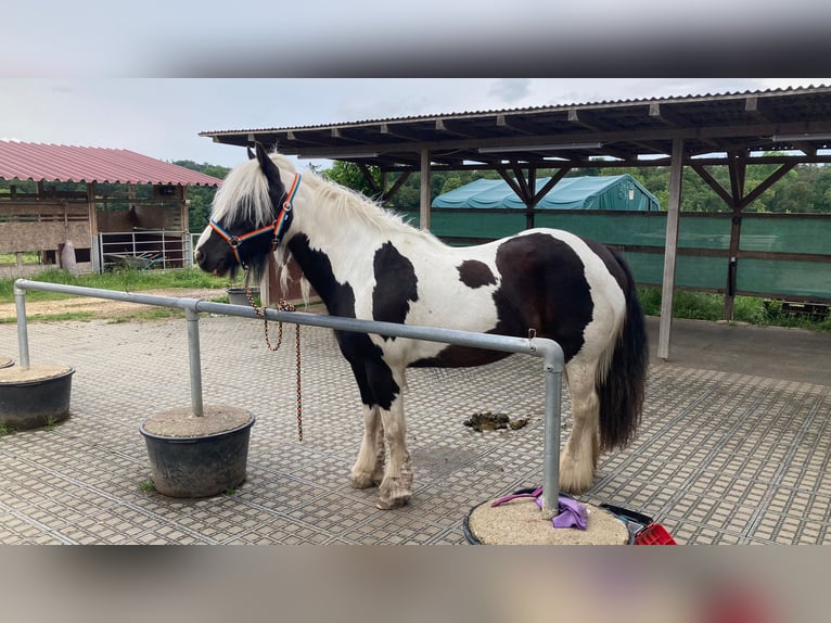 Irish Cob Merrie 16 Jaar 151 cm Gevlekt-paard in Singen