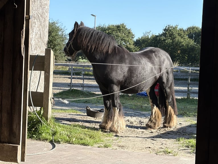 Irish Cob Merrie 17 Jaar 138 cm Zwart in Ostrohe