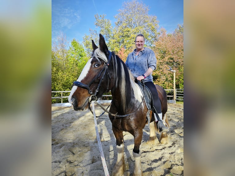 Irish Cob Merrie 18 Jaar 160 cm Gevlekt-paard in Kraftsdorf