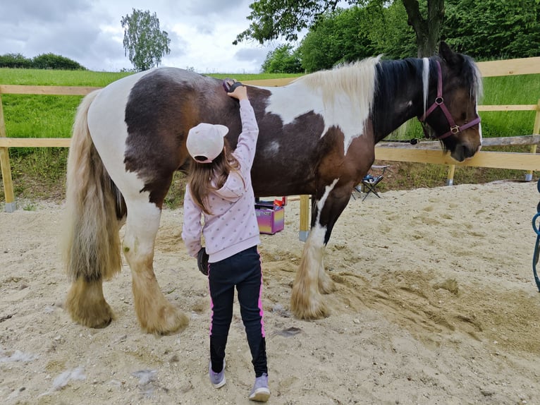 Irish Cob Merrie 18 Jaar 160 cm Gevlekt-paard in Kraftsdorf