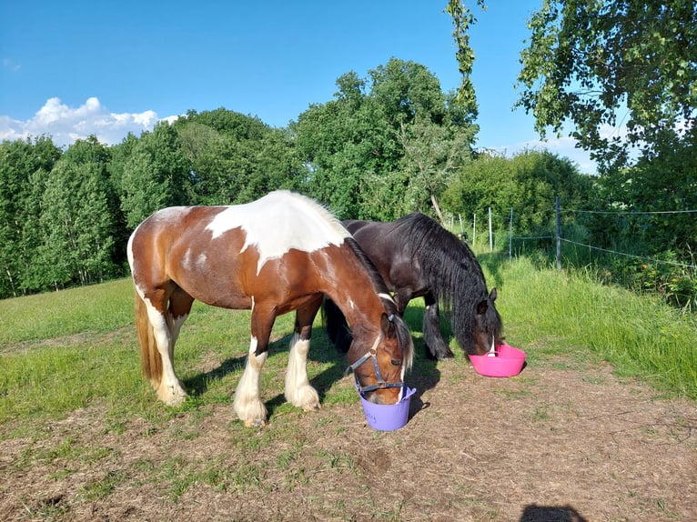 Irish Cob Merrie 18 Jaar 160 cm Gevlekt-paard in Kraftsdorf