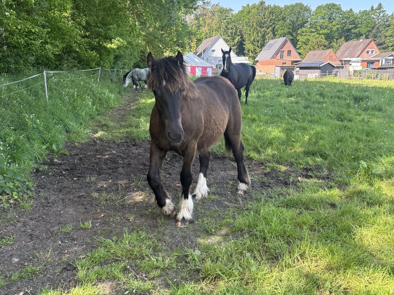 Irish Cob Mix Merrie 1 Jaar Donkerbruin in Ostrohe