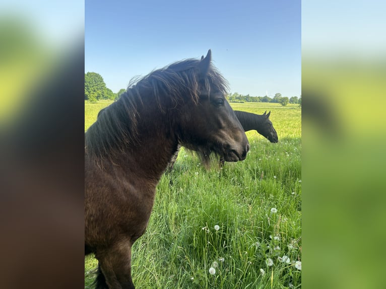 Irish Cob Mix Merrie 1 Jaar Donkerbruin in Ostrohe
