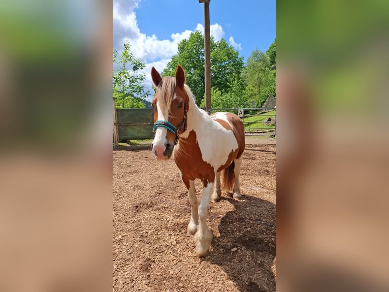 Irish Cob Merrie 21 Jaar 153 cm Tobiano-alle-kleuren in Wolfach
