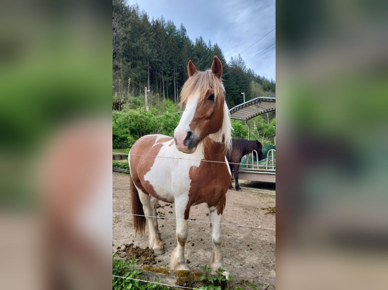 Irish Cob Merrie 21 Jaar 153 cm Tobiano-alle-kleuren in Wolfach