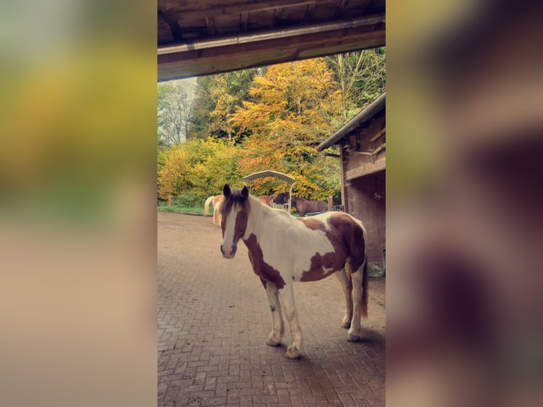 Irish Cob Merrie 21 Jaar 153 cm Tobiano-alle-kleuren in Wolfach
