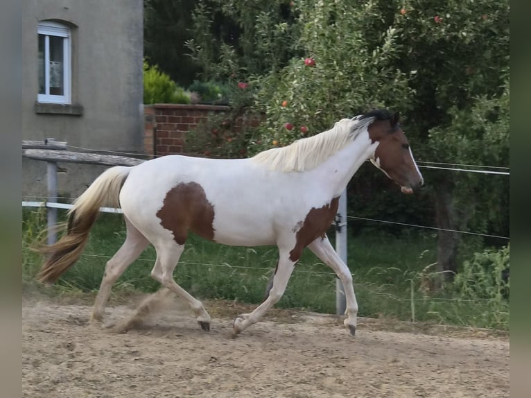 Irish Cob Mix Merrie 2 Jaar 148 cm Gevlekt-paard in Eilsleben