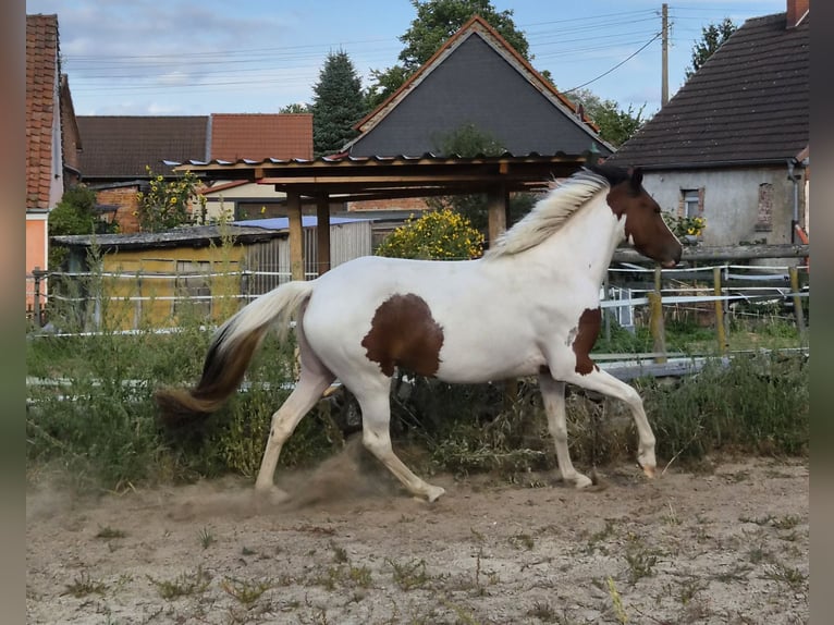Irish Cob Mix Merrie 2 Jaar 148 cm Gevlekt-paard in Eilsleben