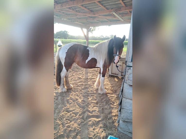 Irish Cob Merrie 3 Jaar 150 cm Tobiano-alle-kleuren in Osterwald