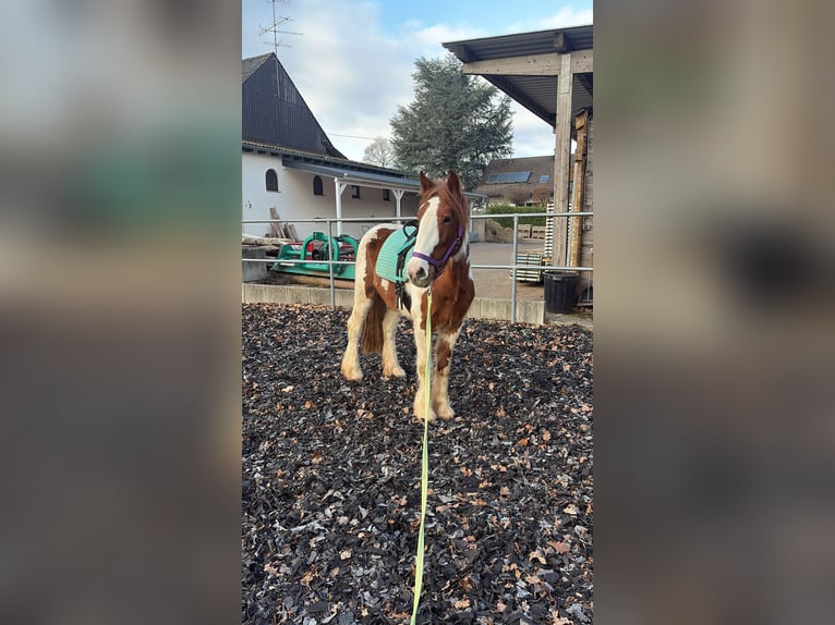Irish Cob Mix Merrie 4 Jaar 155 cm Gevlekt-paard in Lemberg