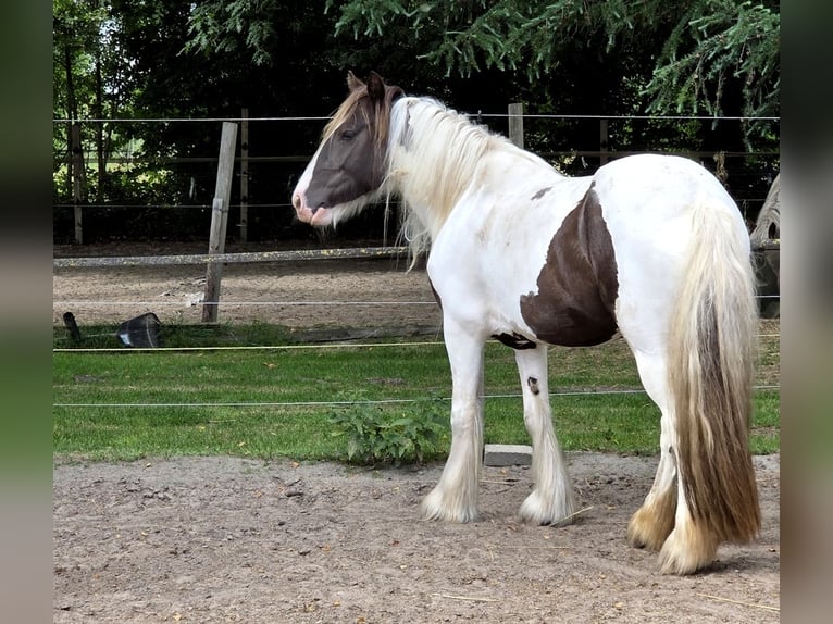 Irish Cob Merrie 5 Jaar 150 cm Tobiano-alle-kleuren in Wapserveen