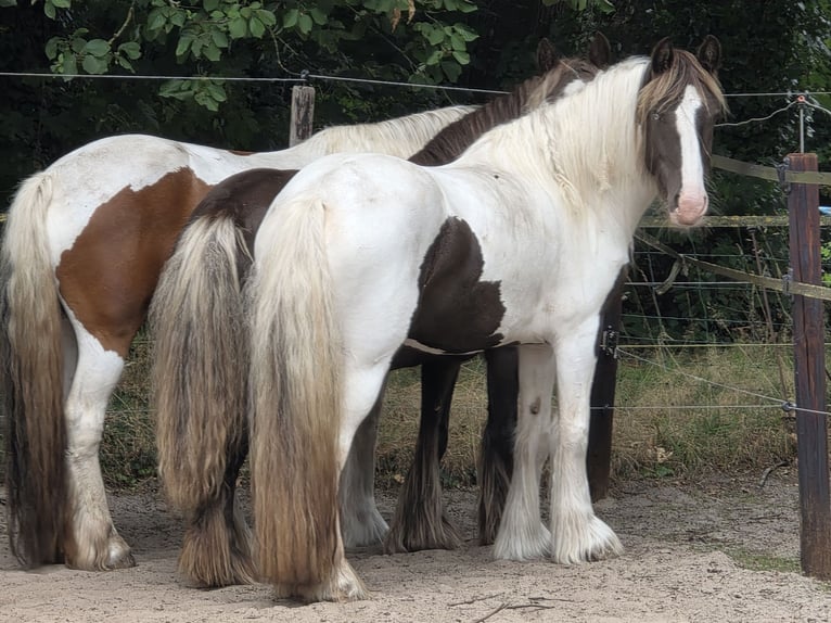 Irish Cob Merrie 5 Jaar 150 cm Tobiano-alle-kleuren in Wapserveen