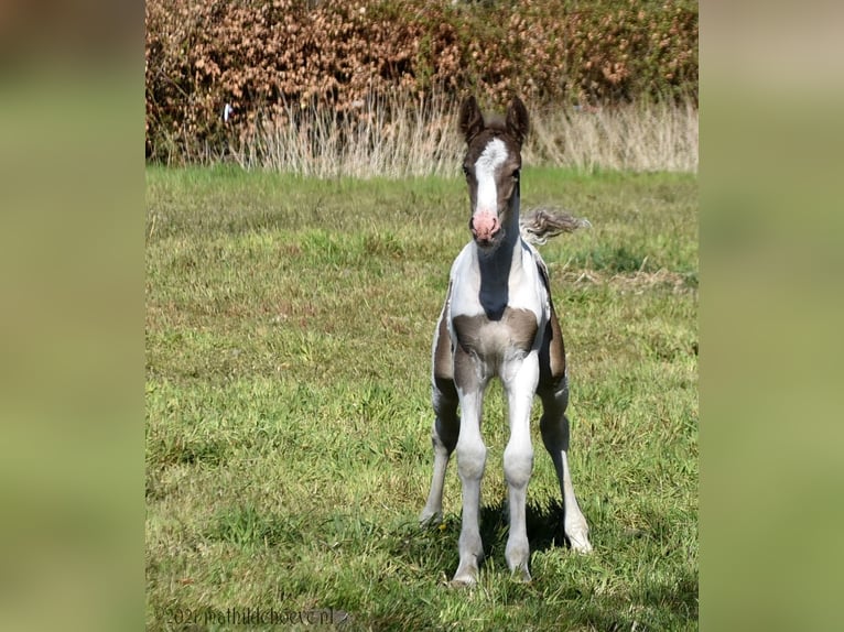 Irish Cob Merrie 5 Jaar 150 cm Tobiano-alle-kleuren in Wapserveen