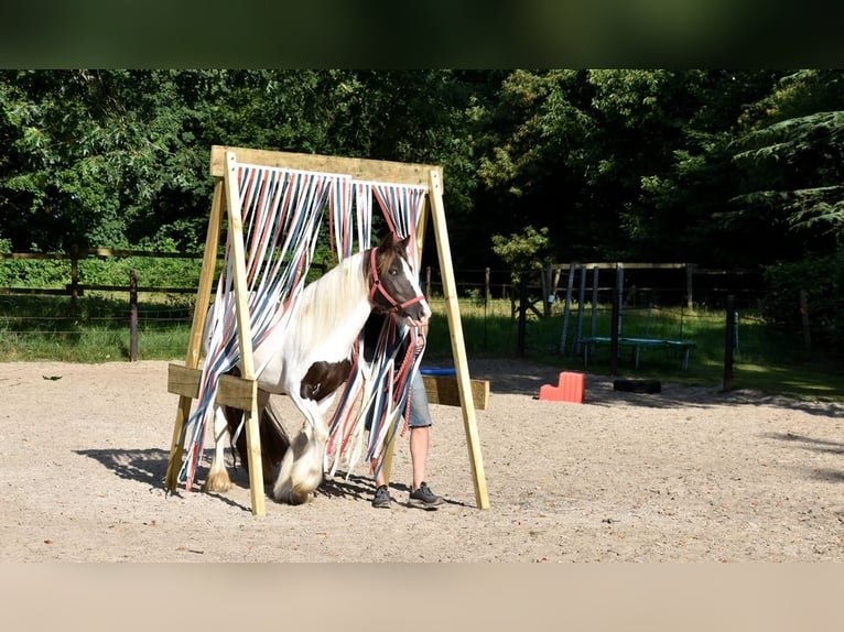 Irish Cob Merrie 5 Jaar 150 cm Tobiano-alle-kleuren in Wapserveen
