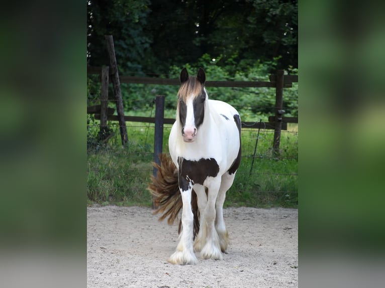 Irish Cob Merrie 5 Jaar 150 cm Tobiano-alle-kleuren in Wapserveen