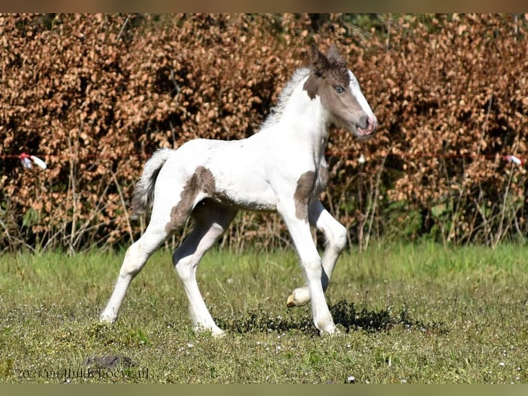 Irish Cob Merrie 5 Jaar 150 cm Tobiano-alle-kleuren in Wapserveen