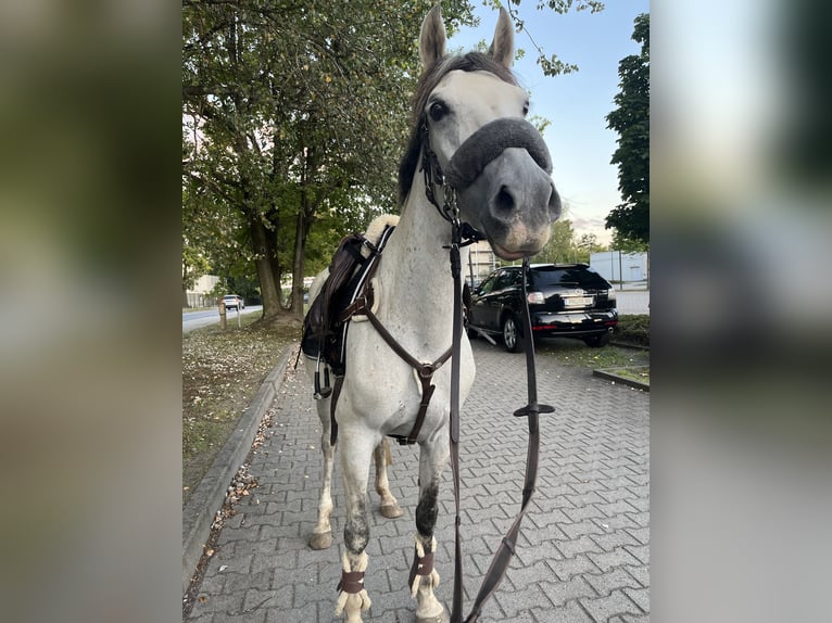Irish Cob Mix Merrie 7 Jaar 145 cm Vliegenschimmel in Stahnsdorf