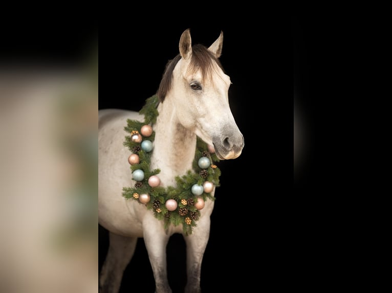 Irish Cob Mix Merrie 7 Jaar 145 cm Vliegenschimmel in Stahnsdorf