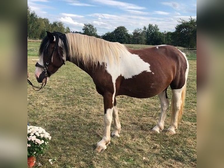 Irish Cob Mix Merrie 7 Jaar 147 cm Tobiano-alle-kleuren in Lichtentanne