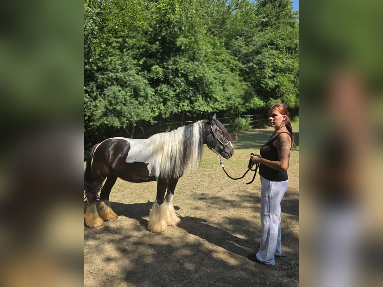 Irish Cob Merrie 9 Jaar 148 cm Gevlekt-paard in Hefenhofen