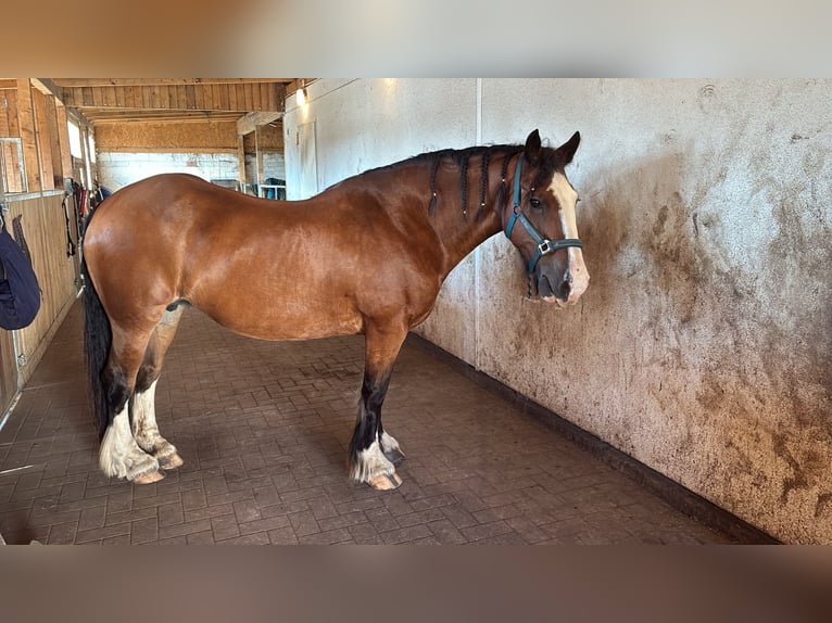 Irish Cob Merrie Veulen (01/2026) 146 cm Bruin in Stöckseöckse