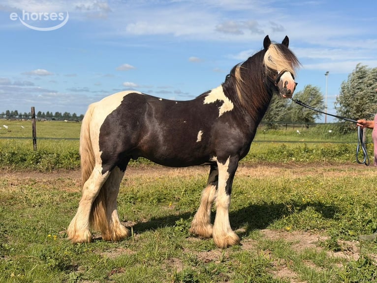 Irish Cob Ogier 2 lat 145 cm Srokata in Schoonrewoerd