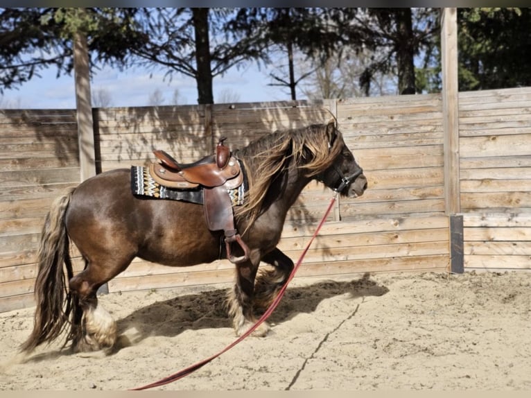Irish Cob Ogier 7 lat 145 cm  in Sieniawka