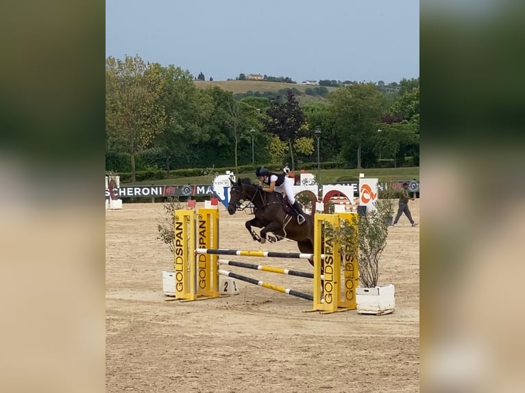 Irish Cob Ruin 11 Jaar 168 cm Donkerbruin in Ravenna