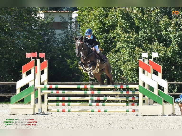 Irish Cob Ruin 11 Jaar 168 cm Donkerbruin in Ravenna