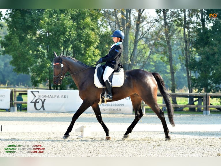 Irish Cob Ruin 11 Jaar 168 cm Donkerbruin in Ravenna