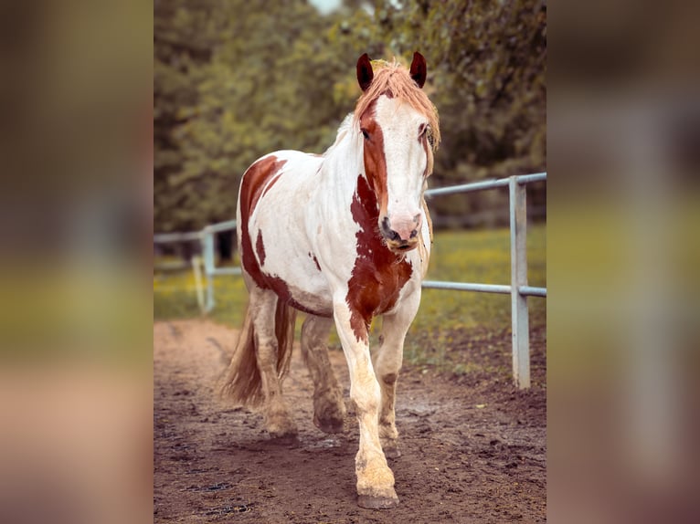 Irish Cob Ruin 12 Jaar 152 cm Gevlekt-paard in Reutlingen