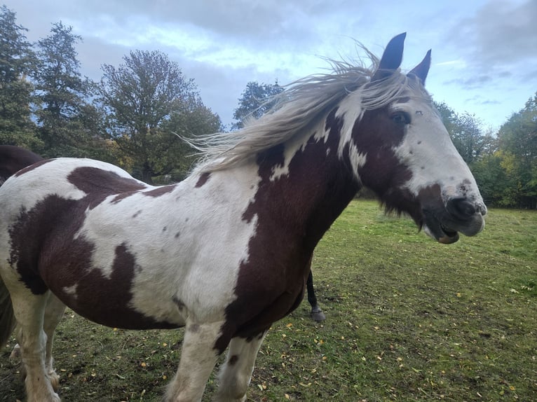 Irish Cob Ruin 15 Jaar 150 cm Gevlekt-paard in Bad Langensalza