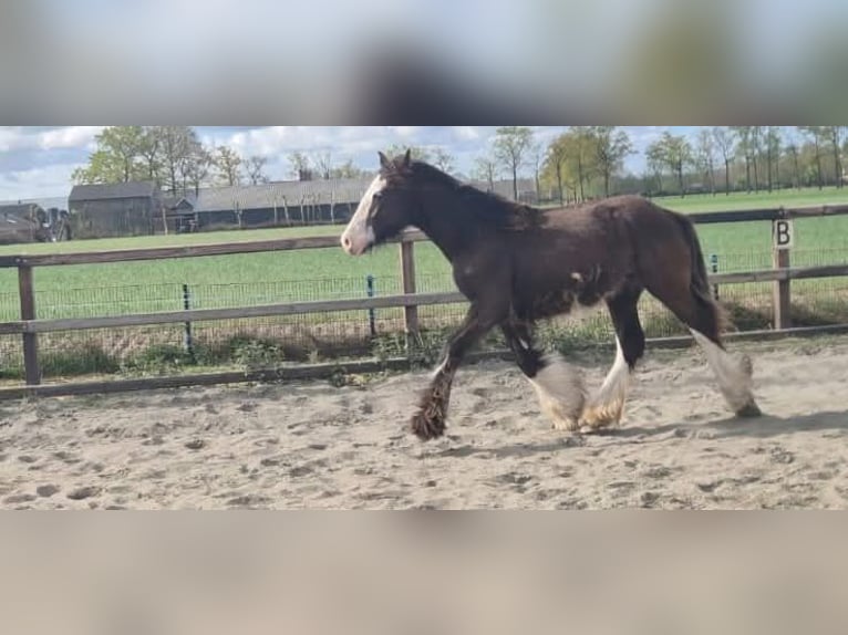 Irish Cob Ruin 1 Jaar 165 cm Zwartbruin in Leusden