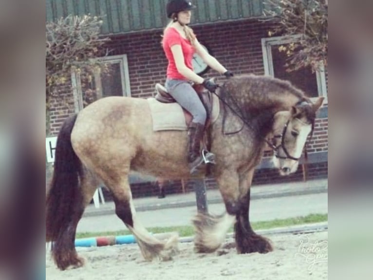 Irish Cob Ruin 1 Jaar 165 cm Zwartbruin in Leusden