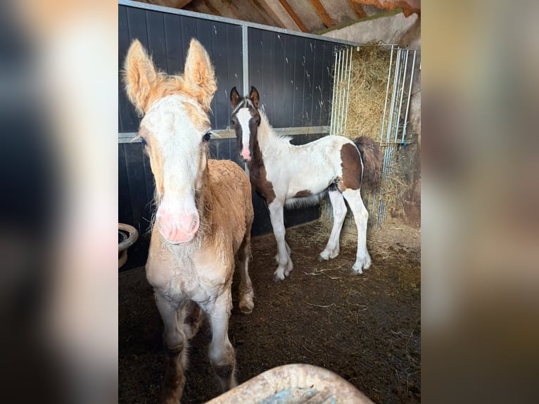 Irish Cob Ruin 1 Jaar 165 cm Zwartbruin in Leusden