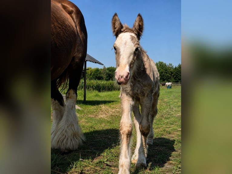 Irish Cob Ruin 1 Jaar 165 cm Zwartbruin in Leusden