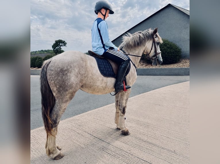 Irish Cob Mix Ruin 3 Jaar 142 cm Schimmel in Killinchy