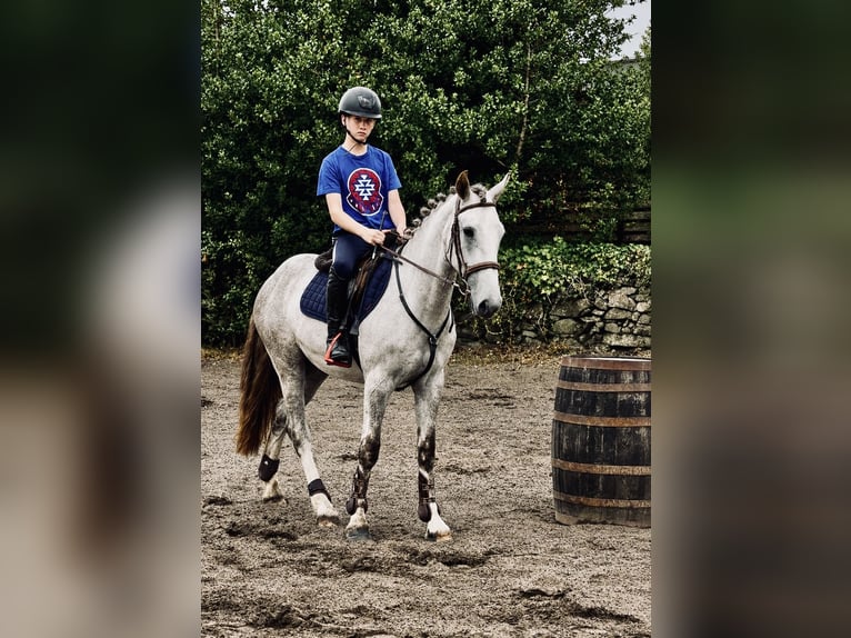 Irish Cob Mix Ruin 3 Jaar 142 cm Schimmel in Killinchy