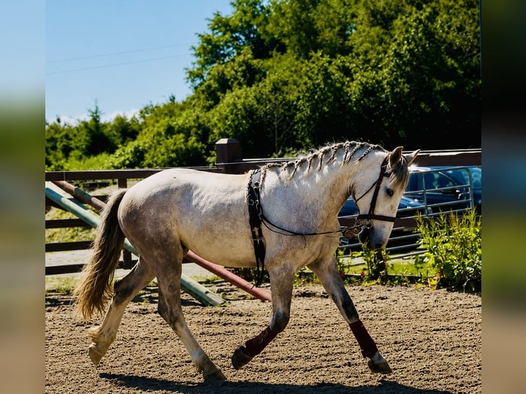 Irish Cob Mix Ruin 3 Jaar 142 cm Schimmel in Killinchy