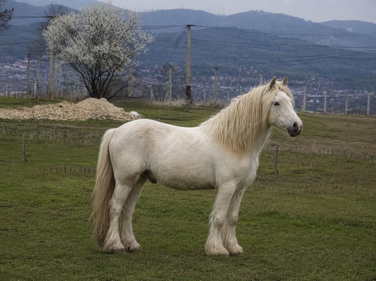 Irish Cob Mix Ruin 3 Jaar Wit in Velingrad