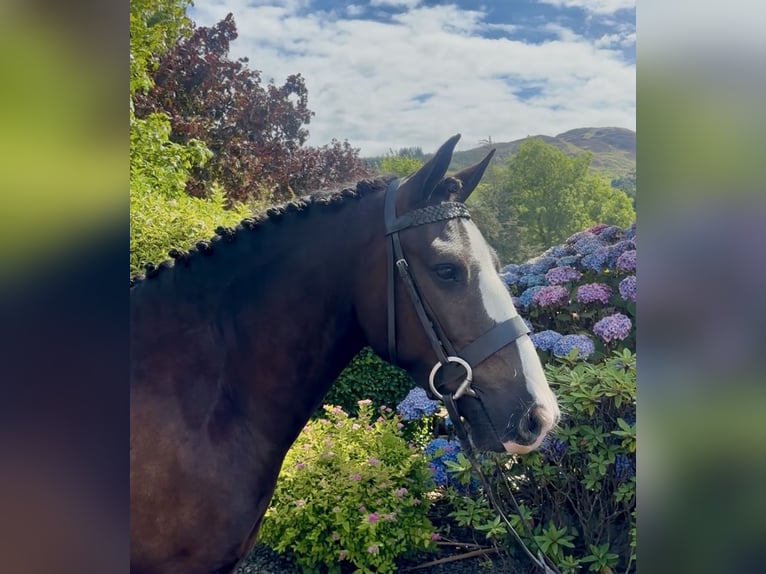Irish Cob Ruin 4 Jaar 138 cm Donkerbruin in Newry