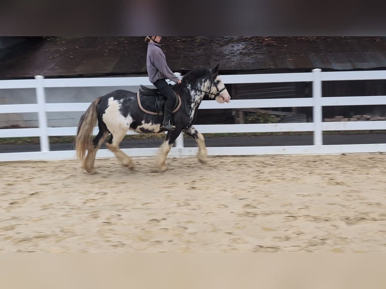 Irish Cob Ruin 4 Jaar 148 cm Roan-Blue in Morsbach