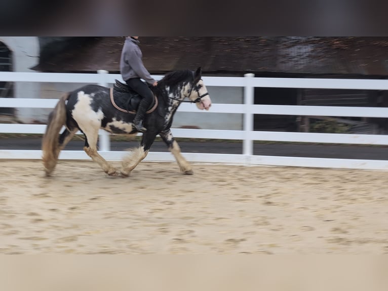 Irish Cob Ruin 4 Jaar 148 cm Roan-Blue in Morsbach