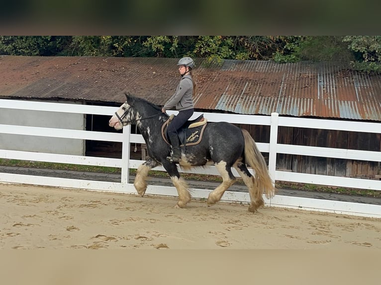 Irish Cob Ruin 4 Jaar 148 cm Roan-Blue in Morsbach