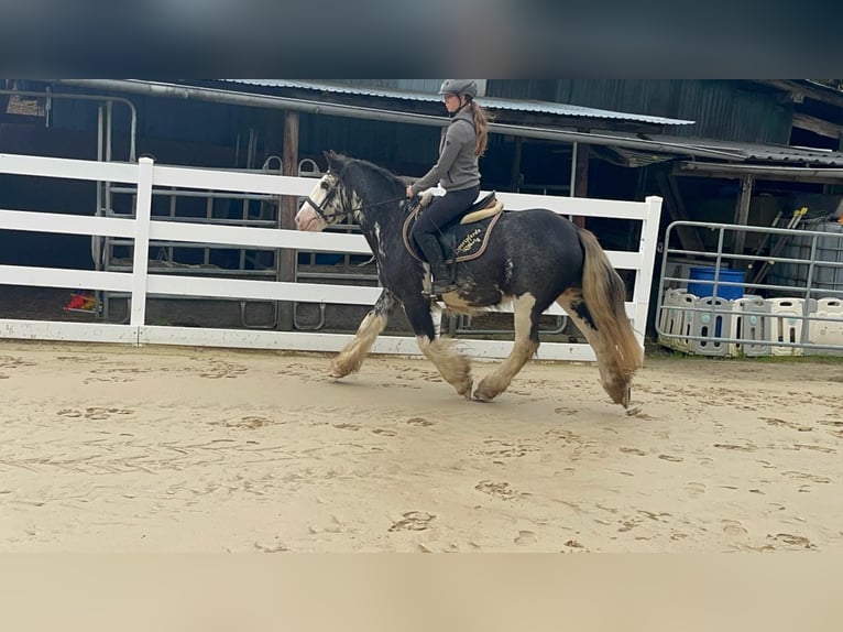 Irish Cob Ruin 4 Jaar 148 cm Roan-Blue in Morsbach