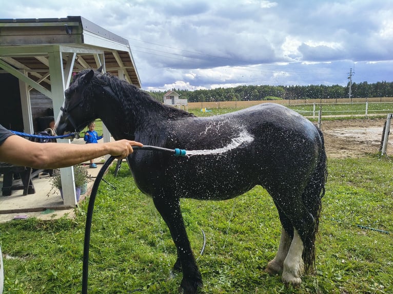 Irish Cob Ruin 4 Jaar 153 cm Zwart in Forst