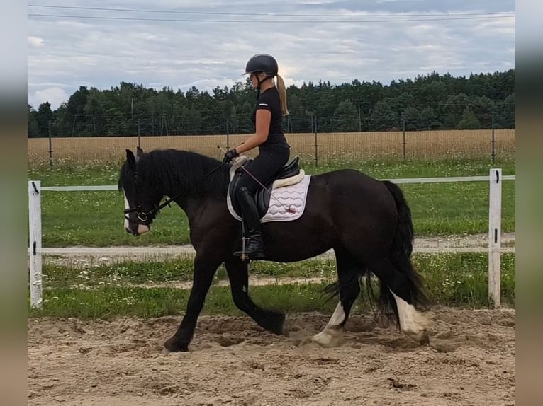 Irish Cob Ruin 4 Jaar 153 cm Zwart in Forst