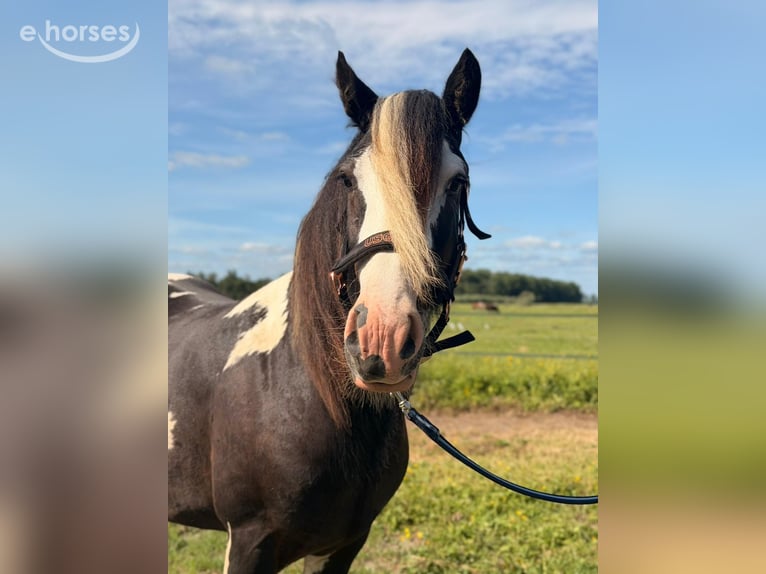 Irish Cob Semental 2 años 145 cm Pío in Schoonrewoerd