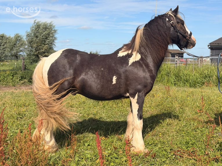 Irish Cob Semental 2 años 145 cm Pío in Schoonrewoerd