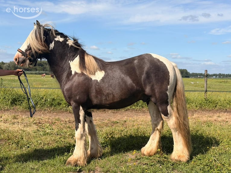 Irish Cob Semental 2 años 145 cm Pío in Schoonrewoerd